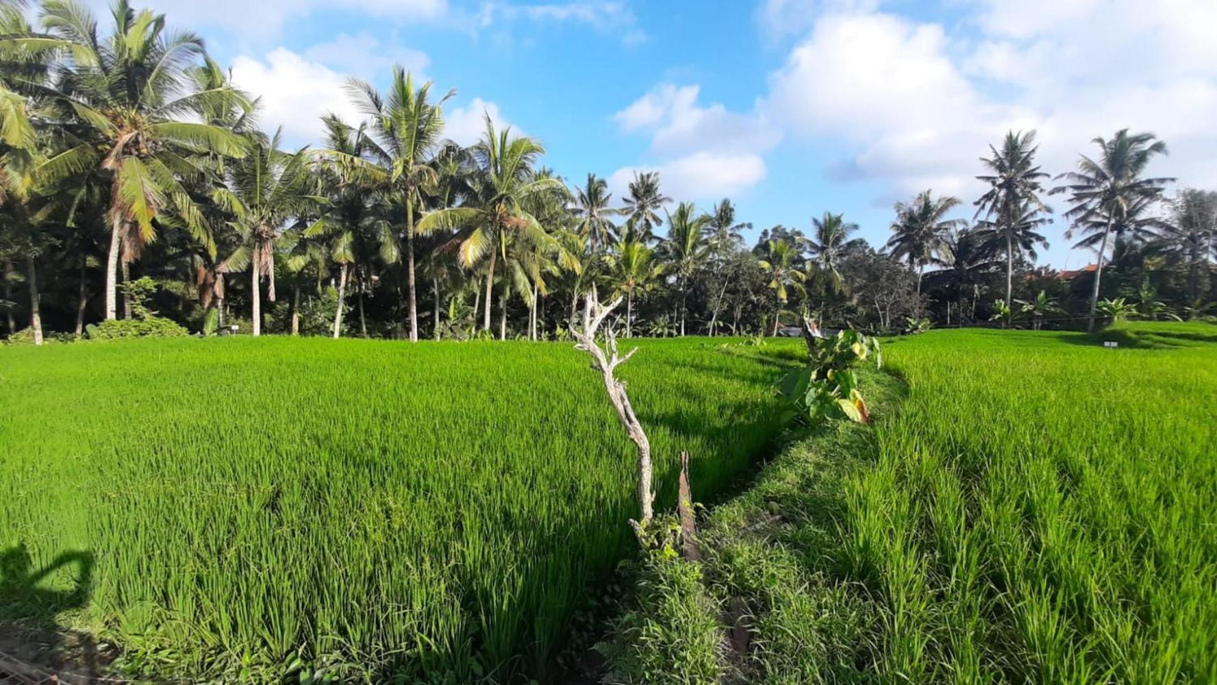 As I Am Ubud Retreat Ngoại thất bức ảnh