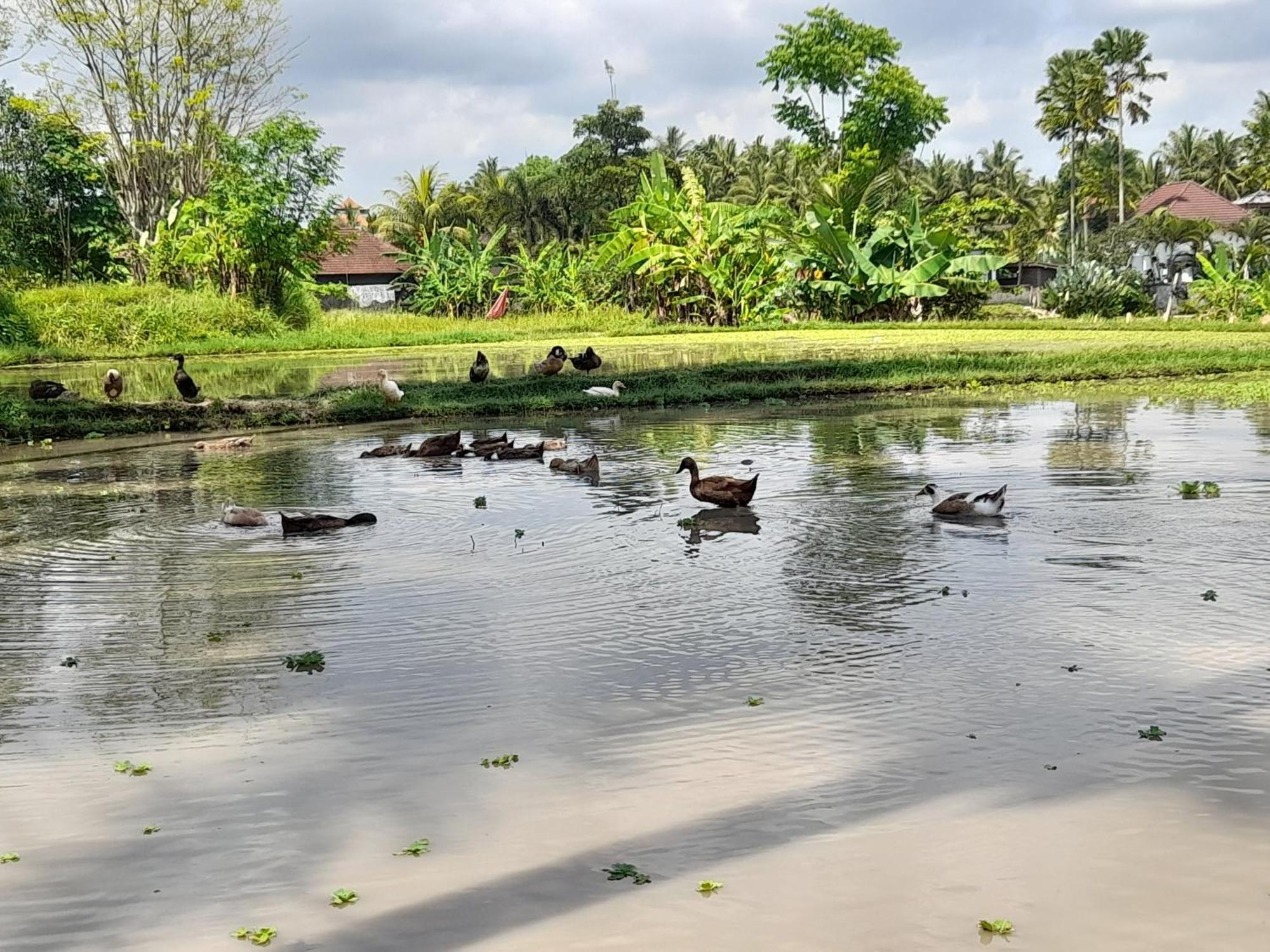 As I Am Ubud Retreat Ngoại thất bức ảnh